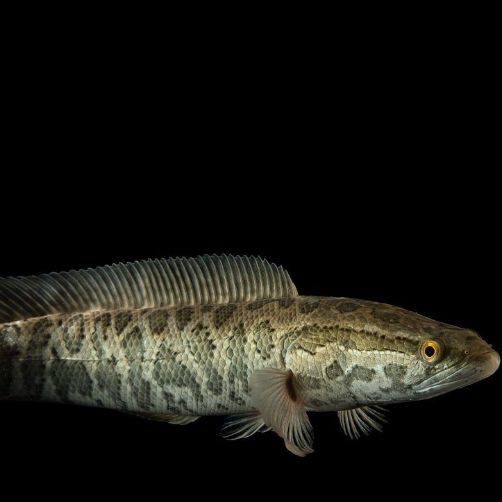 和尚魚最簡單三個圖片，關于和尚魚的介紹 和尚魚最簡單三個圖片，關于和尚魚的介紹 全國水族館企業名錄 第24張