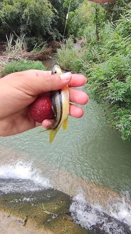 和尚魚最簡單三個圖片，關于和尚魚的介紹 和尚魚最簡單三個圖片，關于和尚魚的介紹 全國水族館企業名錄 第18張