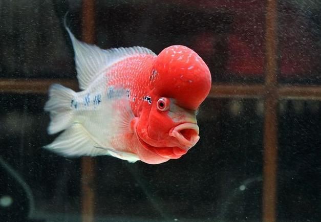 和尚魚最簡單三個圖片，關于和尚魚的介紹 和尚魚最簡單三個圖片，關于和尚魚的介紹 全國水族館企業名錄 第19張