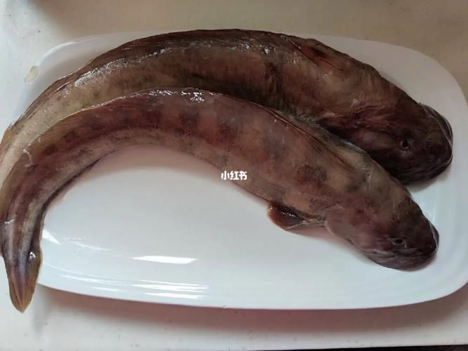 和尚魚最簡單三個圖片，關于和尚魚的介紹 和尚魚最簡單三個圖片，關于和尚魚的介紹 全國水族館企業名錄 第13張