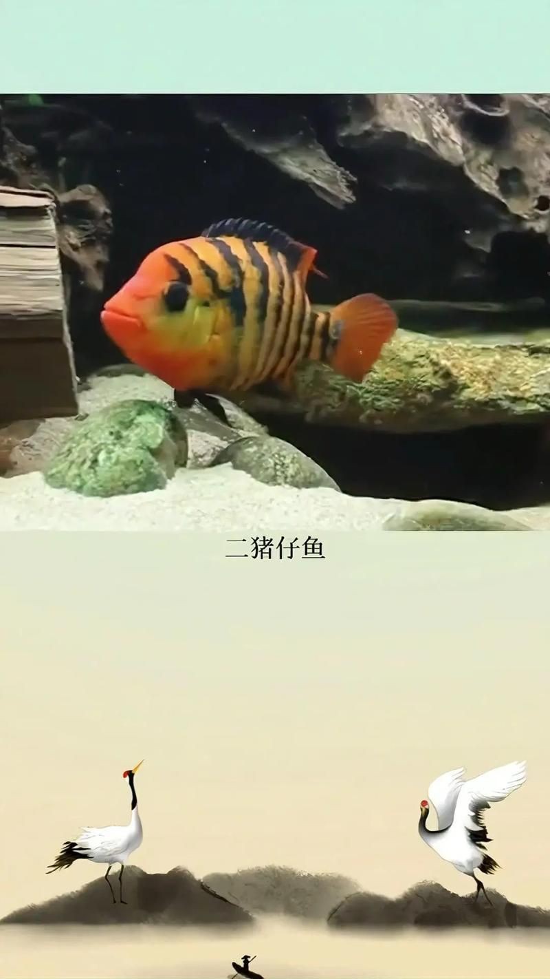 和尚魚最簡單三個圖片，關于和尚魚的介紹 和尚魚最簡單三個圖片，關于和尚魚的介紹 全國水族館企業名錄 第17張