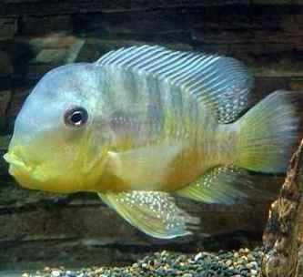 和尚魚最簡單三個圖片，關于和尚魚的介紹 和尚魚最簡單三個圖片，關于和尚魚的介紹 全國水族館企業名錄 第10張