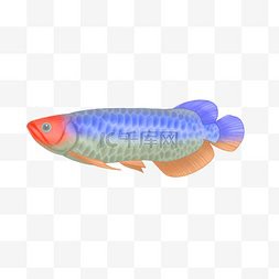 哪里可以找到更多紅龍魚壁紙？，紅龍魚壁紙推薦