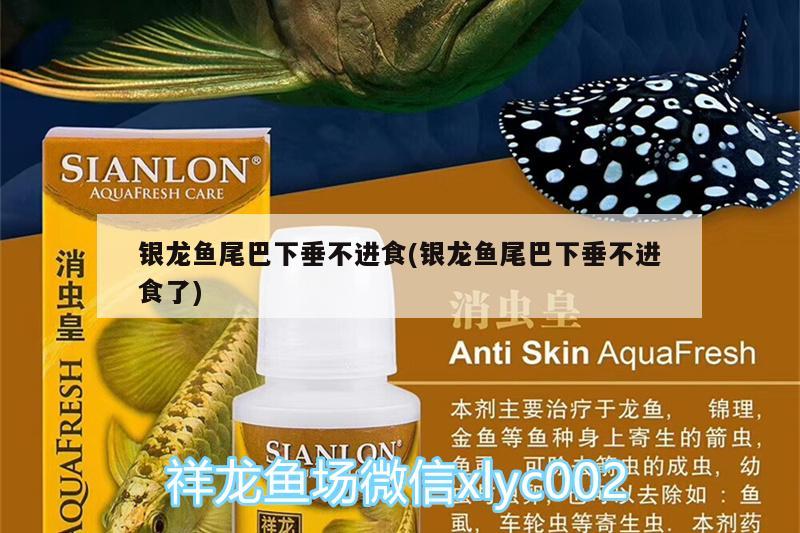 銀龍魚尾巴下垂不進食(銀龍魚尾巴下垂不進食了)