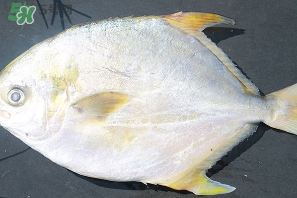 老魚匠的燈怎么樣好用嗎(老魚匠官方網(wǎng)站)