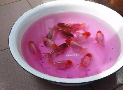 曼龍魚生小魚前兆圖解，全面解析繁殖信號與應對措施，曼龍魚繁殖指南，生小魚前兆圖解與應對策略全解析 曼龍魚生小魚前兆圖解，全面解析繁殖信號與應對措施，曼龍魚繁殖指南，生小魚前兆圖解與應對策略全解析 龍魚百科 第2張