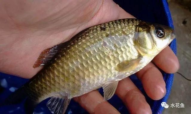 老魚(yú)匠加熱棒溫度來(lái)回閃爍，老魚(yú)匠加熱棒溫度校準(zhǔn) 老魚(yú)匠加熱棒溫度來(lái)回閃爍，老魚(yú)匠加熱棒溫度校準(zhǔn) 老魚(yú)匠 第1張