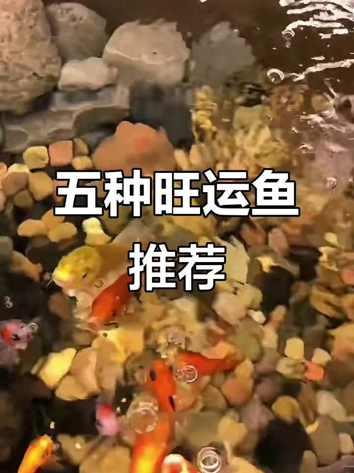 有哪些魚適合招財旺運？，八大觀賞魚的寓意,選哪種最適合你 有哪些魚適合招財旺運？，八大觀賞魚的寓意,選哪種最適合你 龍魚百科 第7張