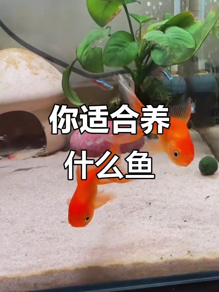 有哪些魚適合招財旺運？，八大觀賞魚的寓意,選哪種最適合你 有哪些魚適合招財旺運？，八大觀賞魚的寓意,選哪種最適合你 龍魚百科 第5張