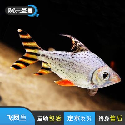 龍魚運輸中掉一片鱗會影響生命嗎嗎為什么（龍魚在運輸中掉一片鱗會影響生命嗎？） 龍魚運輸中掉一片鱗會影響生命嗎嗎為什么（龍魚在運輸中掉一片鱗會影響生命嗎？） 龍魚百科 第4張