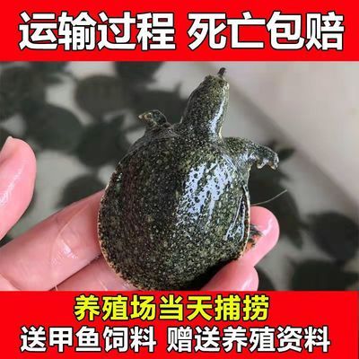 龍魚運輸中掉一片鱗會影響生命嗎嗎為什么（龍魚在運輸中掉一片鱗會影響生命嗎？） 龍魚運輸中掉一片鱗會影響生命嗎嗎為什么（龍魚在運輸中掉一片鱗會影響生命嗎？） 龍魚百科 第5張