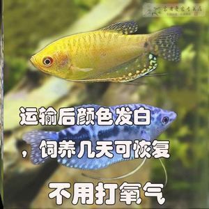 龍魚運輸中掉一片鱗會影響生命嗎嗎為什么（龍魚在運輸中掉一片鱗會影響生命嗎？） 龍魚運輸中掉一片鱗會影響生命嗎嗎為什么（龍魚在運輸中掉一片鱗會影響生命嗎？） 龍魚百科 第3張
