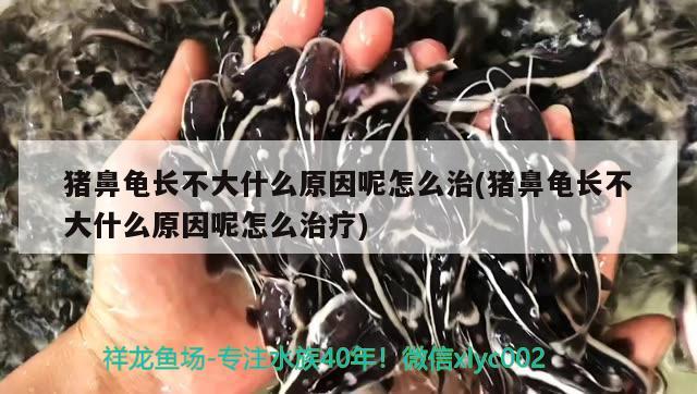 豬鼻龜長不大什么原因呢怎么治(豬鼻龜長不大什么原因呢怎么治療)