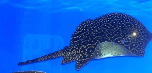 老魚匠變頻水泵講解(老漁匠變頻水泵p和f啥意思)