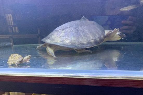 豬鼻龜怎么辦才能養活：養了豬鼻子龜怎么辦才能養活 豬鼻龜怎么辦才能養活：養了豬鼻子龜怎么辦才能養活 豬鼻龜百科 第3張