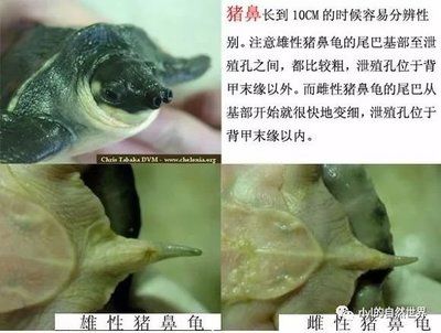 豬鼻龜怎么分公母圖片：豬鼻龜如何區(qū)分公母