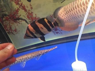 虎魚咬魟魚嗎：虎魚和魟魚可以在同一個環境中和平共處,虎魚咬母魚嗎