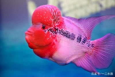 魟魚腸炎初期癥狀：魟魚腸炎初期癥狀主要包括以下幾個方面就是魟魚腸炎初期癥狀 魟魚腸炎初期癥狀：魟魚腸炎初期癥狀主要包括以下幾個方面就是魟魚腸炎初期癥狀 魟魚百科 第2張