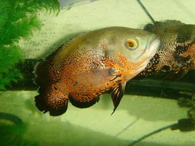 龍魚跳缸急救指南，從摔傷到康復的全流程搶救方案，龍魚跳缸急救，從摔傷處理到康復護理全流程指南，龍魚跳缸急救，從摔傷處理到康復護理全流程指南