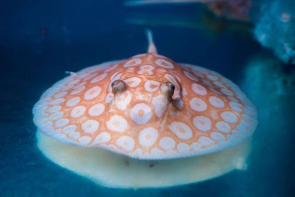 形容銀龍魚漂亮的詞語 形容銀龍魚漂亮的詞語是什么 形容銀龍魚漂亮的詞語 形容銀龍魚漂亮的詞語是什么 馬來西亞咖啡 第2張