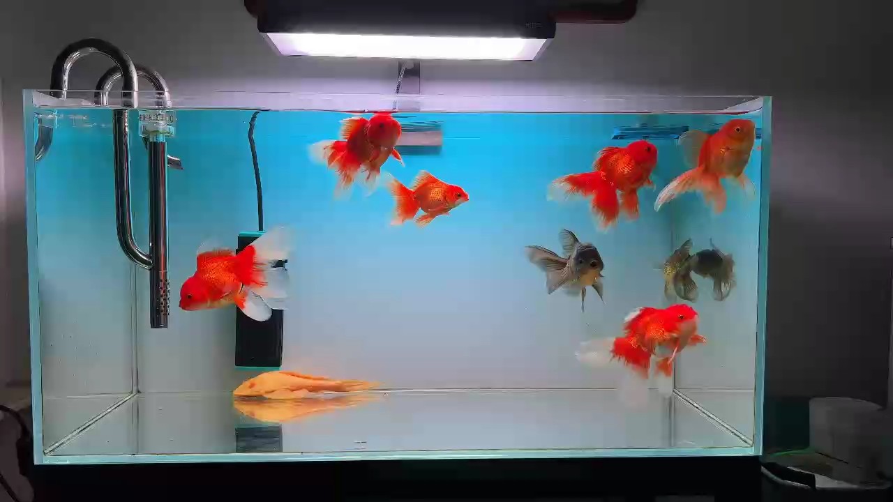 湊個八條 圖個吉利