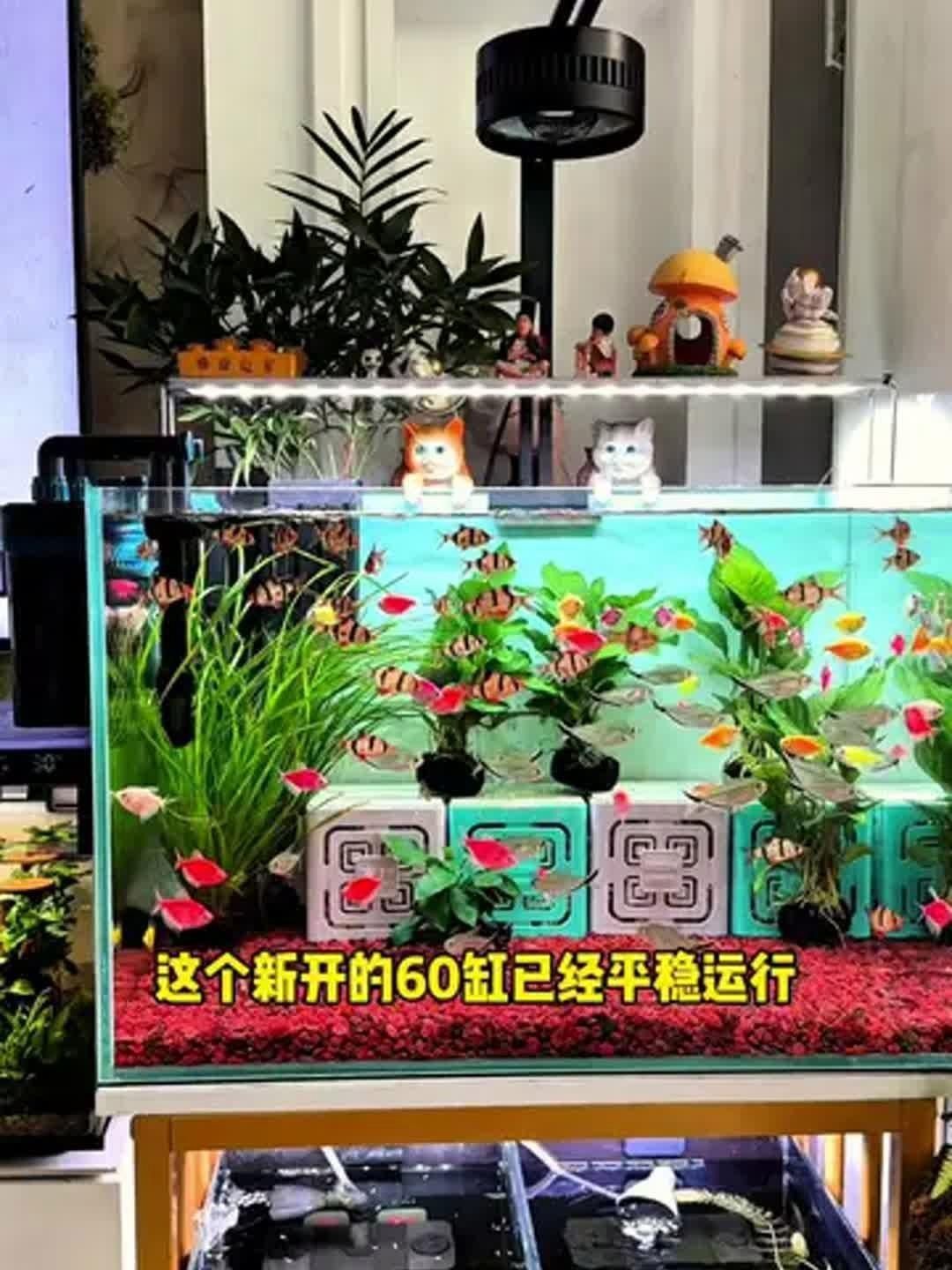 如何選擇魚缸過濾器，如何挑選合適的魚缸過濾器