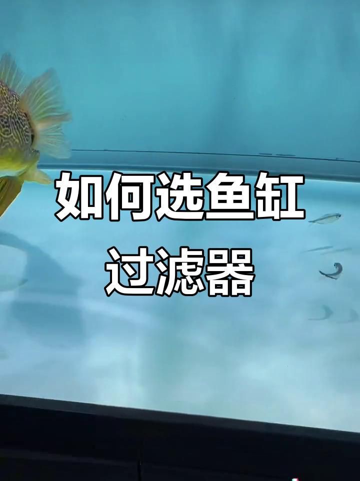 如何選擇魚缸過濾器，如何挑選合適的魚缸過濾器