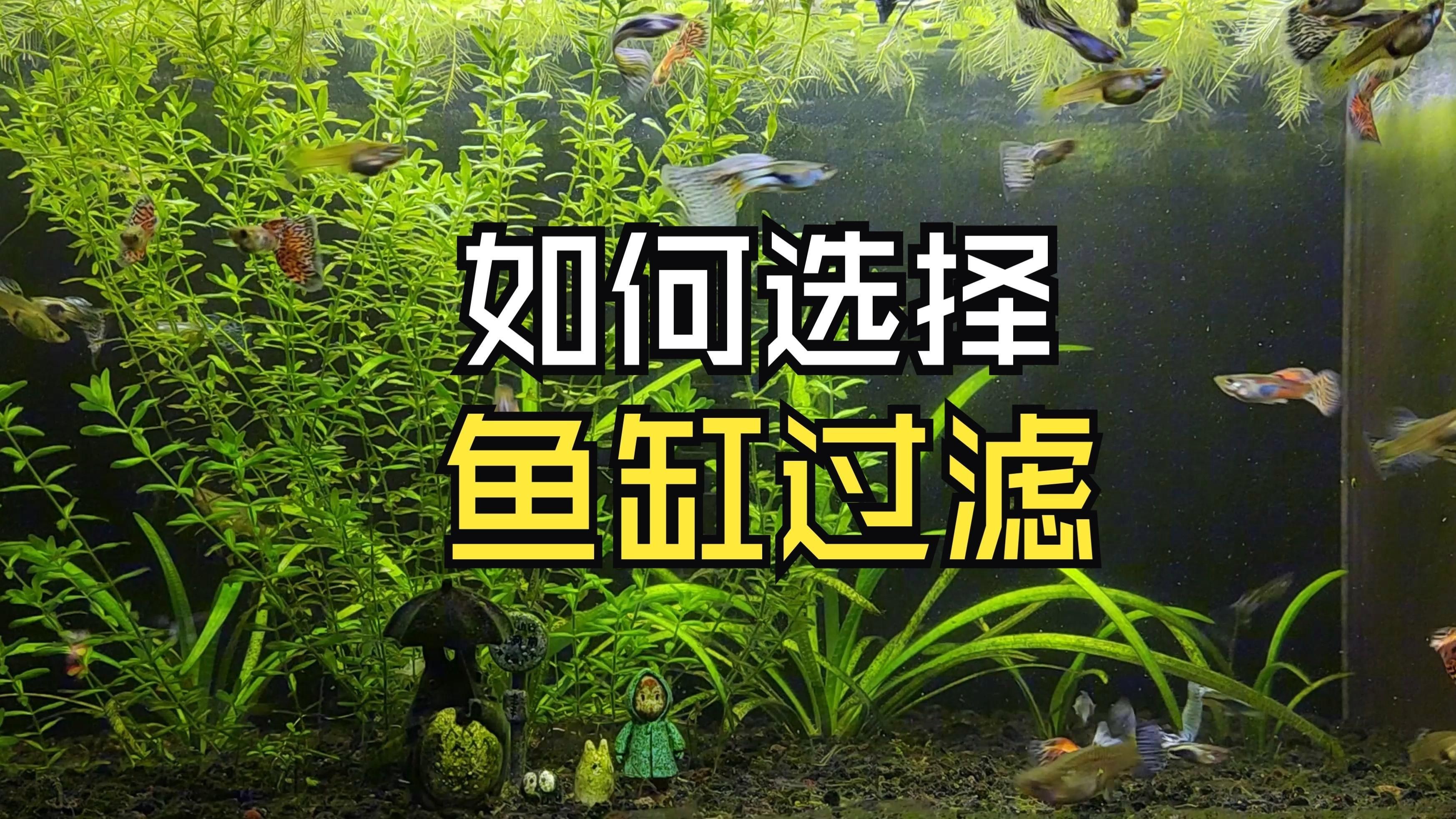 如何選擇魚缸過濾器，如何挑選合適的魚缸過濾器