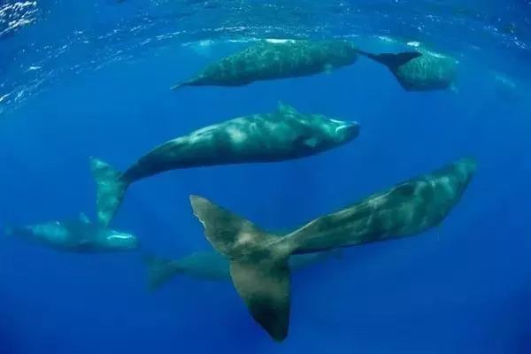 抹香鯨為什么叫抹香鯨，抹香鯨之名源于其獨特的生理特性——