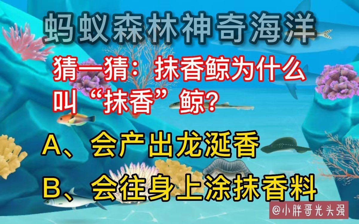 抹香鯨為什么叫抹香鯨，抹香鯨之名源于其獨特的生理特性——
