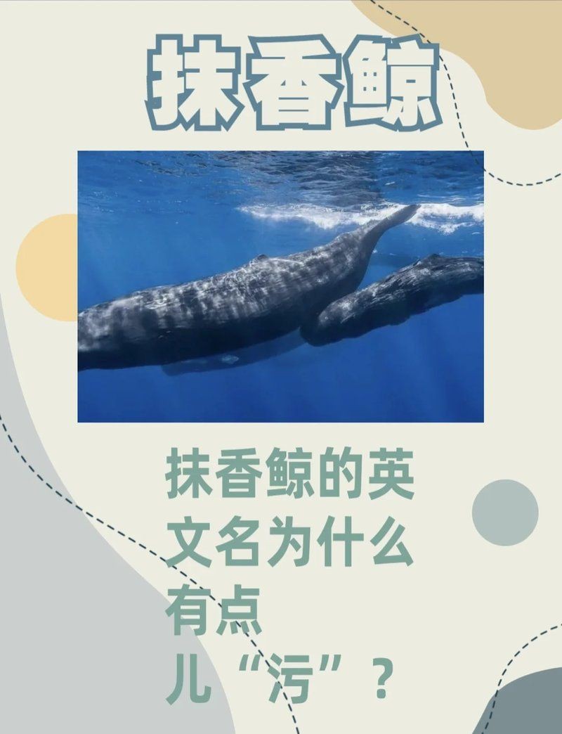 抹香鯨為什么叫抹香鯨，抹香鯨之名源于其獨(dú)特的生理特性—— 抹香鯨為什么叫抹香鯨，抹香鯨之名源于其獨(dú)特的生理特性—— 龍魚百科 第6張