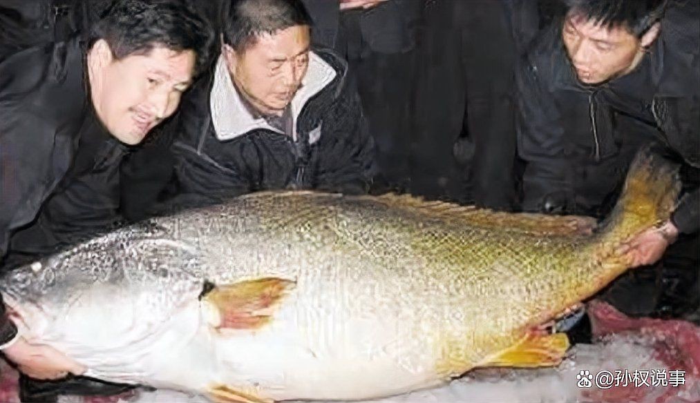 毛鲿魚(yú)，動(dòng)物界脊索動(dòng)物界脊索動(dòng)物門毛鲿魚(yú)的隱身術(shù)