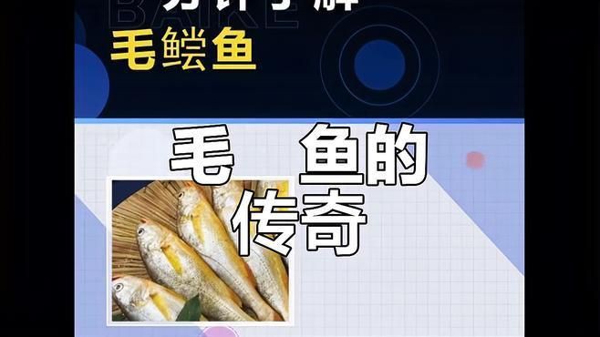 毛鲿魚(yú)，動(dòng)物界脊索動(dòng)物界脊索動(dòng)物門毛鲿魚(yú)的隱身術(shù)