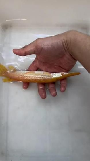 皇家火箭魚圖片，“皇家火箭魚”并非真正意義上的魚類新物種黃火箭魚 皇家火箭魚圖片，“皇家火箭魚”并非真正意義上的魚類新物種黃火箭魚 龍魚論壇 第2張