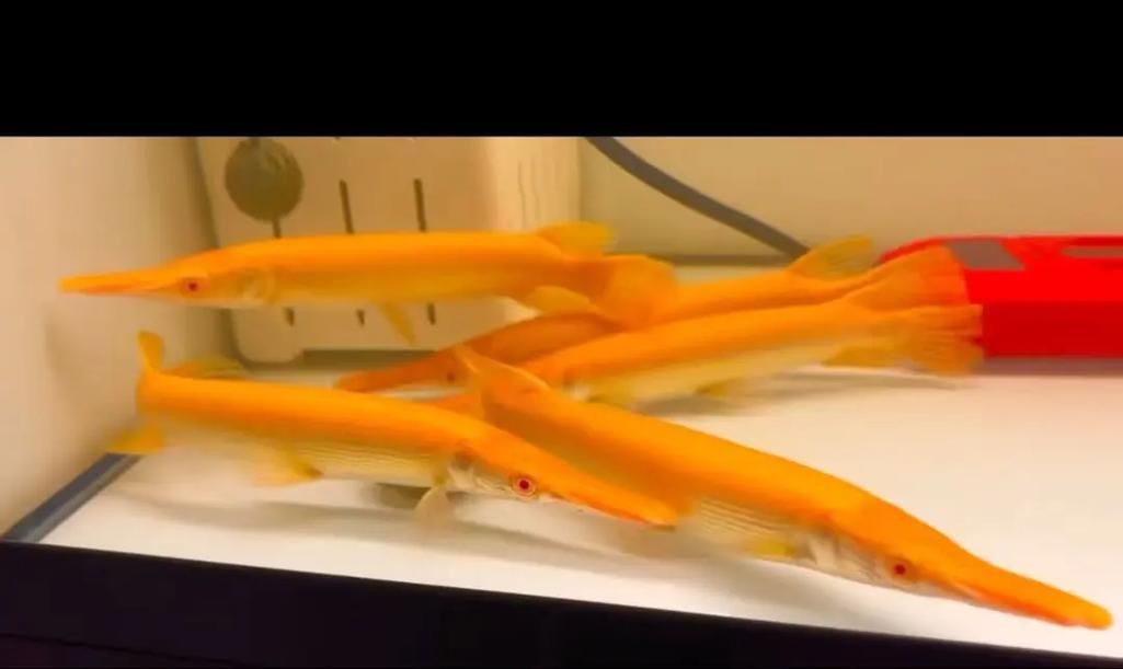 皇家火箭魚圖片，“皇家火箭魚”并非真正意義上的魚類新物種黃火箭魚 皇家火箭魚圖片，“皇家火箭魚”并非真正意義上的魚類新物種黃火箭魚 龍魚論壇 第19張