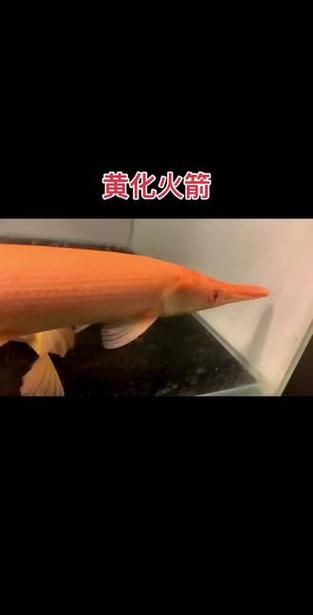 皇家火箭魚圖片，“皇家火箭魚”并非真正意義上的魚類新物種黃火箭魚 皇家火箭魚圖片，“皇家火箭魚”并非真正意義上的魚類新物種黃火箭魚 龍魚論壇 第13張