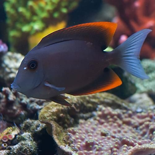 皇家火箭魚圖片，“皇家火箭魚”并非真正意義上的魚類新物種黃火箭魚 皇家火箭魚圖片，“皇家火箭魚”并非真正意義上的魚類新物種黃火箭魚 龍魚論壇 第18張