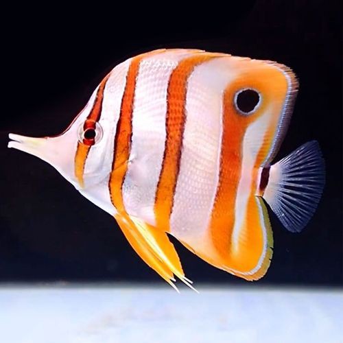 皇家火箭魚圖片，“皇家火箭魚”并非真正意義上的魚類新物種黃火箭魚 皇家火箭魚圖片，“皇家火箭魚”并非真正意義上的魚類新物種黃火箭魚 龍魚論壇 第8張