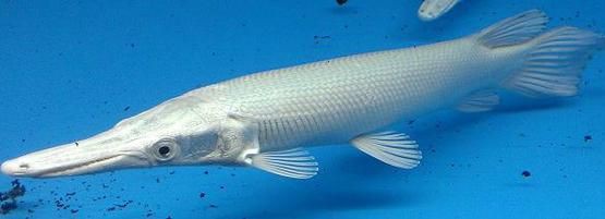 皇家火箭魚圖片，“皇家火箭魚”并非真正意義上的魚類新物種黃火箭魚 皇家火箭魚圖片，“皇家火箭魚”并非真正意義上的魚類新物種黃火箭魚 龍魚論壇 第21張