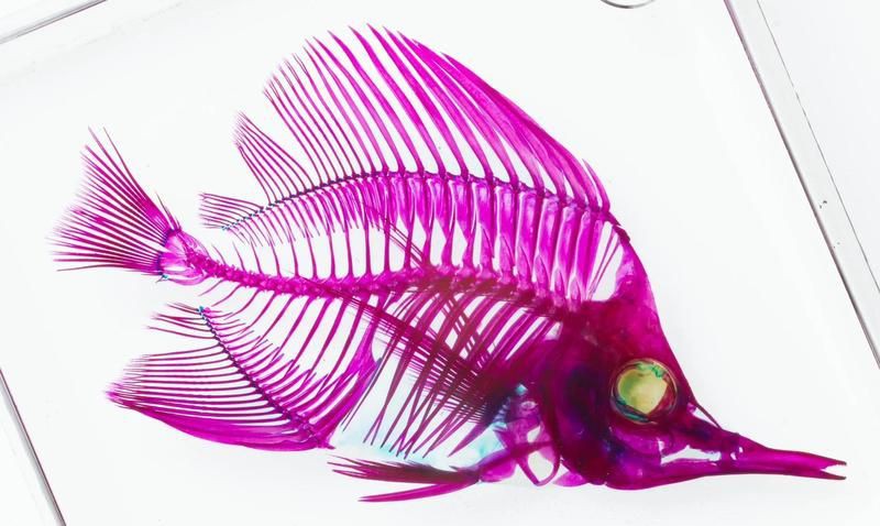 皇家火箭魚圖片，“皇家火箭魚”并非真正意義上的魚類新物種黃火箭魚 皇家火箭魚圖片，“皇家火箭魚”并非真正意義上的魚類新物種黃火箭魚 龍魚論壇 第28張