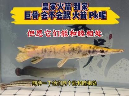 皇家火箭魚圖片，“皇家火箭魚”并非真正意義上的魚類新物種黃火箭魚 皇家火箭魚圖片，“皇家火箭魚”并非真正意義上的魚類新物種黃火箭魚 龍魚論壇 第4張