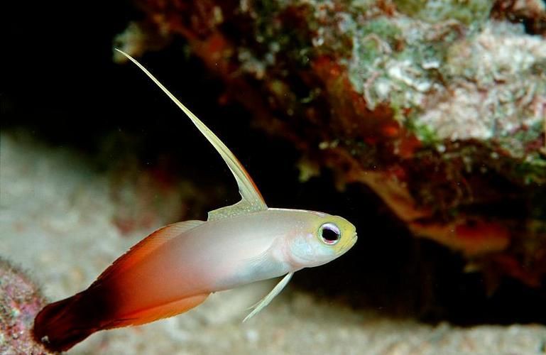 皇家火箭魚圖片，“皇家火箭魚”并非真正意義上的魚類新物種黃火箭魚 皇家火箭魚圖片，“皇家火箭魚”并非真正意義上的魚類新物種黃火箭魚 龍魚論壇 第5張