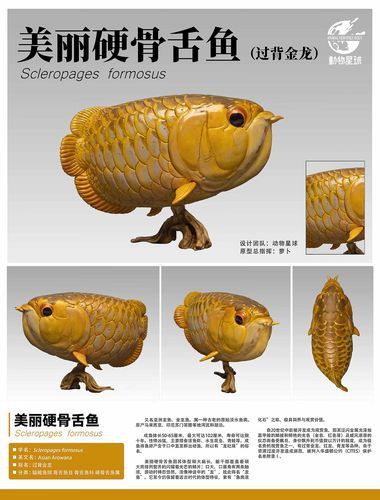 皇家火箭魚圖片，“皇家火箭魚”并非真正意義上的魚類新物種黃火箭魚 皇家火箭魚圖片，“皇家火箭魚”并非真正意義上的魚類新物種黃火箭魚 龍魚論壇 第12張