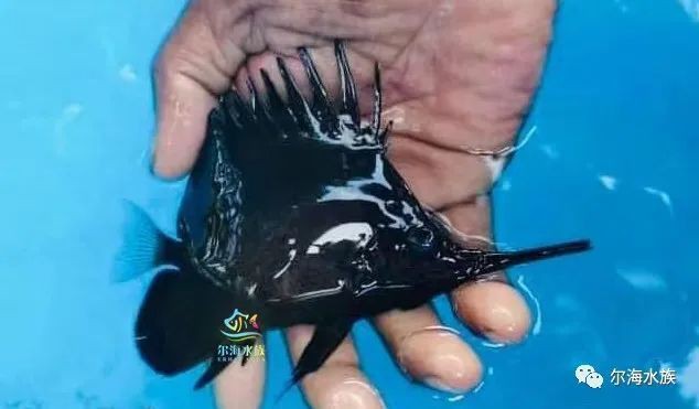 皇家火箭魚圖片，“皇家火箭魚”并非真正意義上的魚類新物種黃火箭魚 皇家火箭魚圖片，“皇家火箭魚”并非真正意義上的魚類新物種黃火箭魚 龍魚論壇 第24張