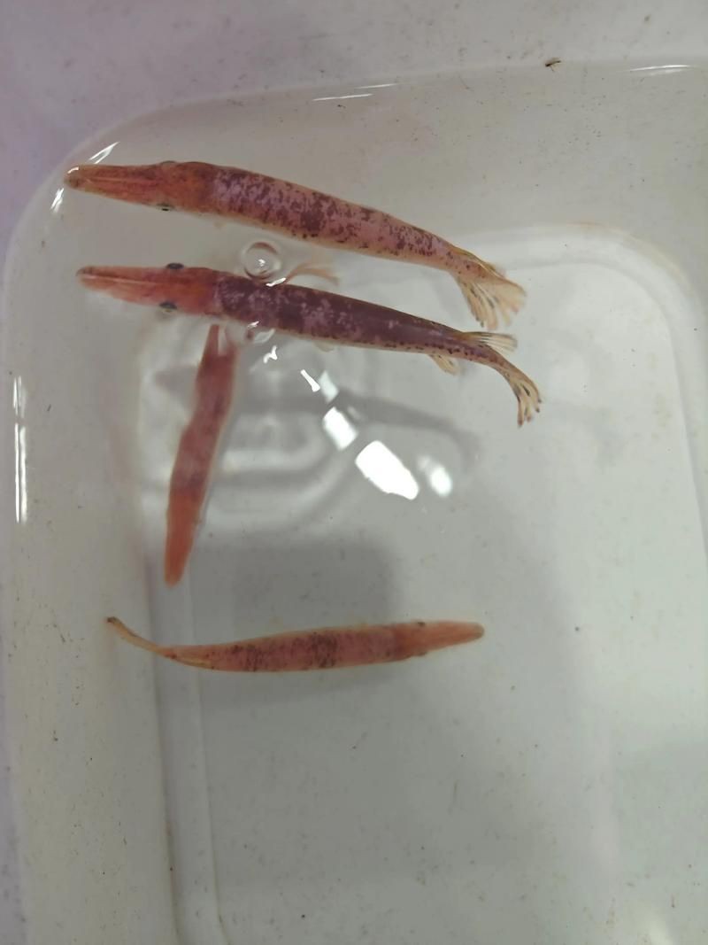 皇家火箭魚圖片，“皇家火箭魚”并非真正意義上的魚類新物種黃火箭魚 皇家火箭魚圖片，“皇家火箭魚”并非真正意義上的魚類新物種黃火箭魚 龍魚論壇 第3張