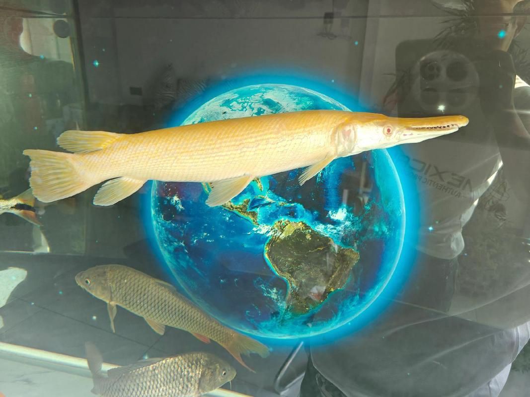 皇家火箭魚圖片，“皇家火箭魚”并非真正意義上的魚類新物種黃火箭魚 皇家火箭魚圖片，“皇家火箭魚”并非真正意義上的魚類新物種黃火箭魚 龍魚論壇 第1張