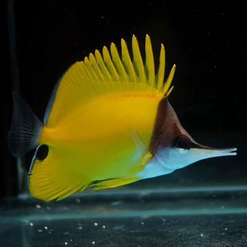 皇家火箭魚圖片，“皇家火箭魚”并非真正意義上的魚類新物種黃火箭魚 皇家火箭魚圖片，“皇家火箭魚”并非真正意義上的魚類新物種黃火箭魚 龍魚論壇 第20張