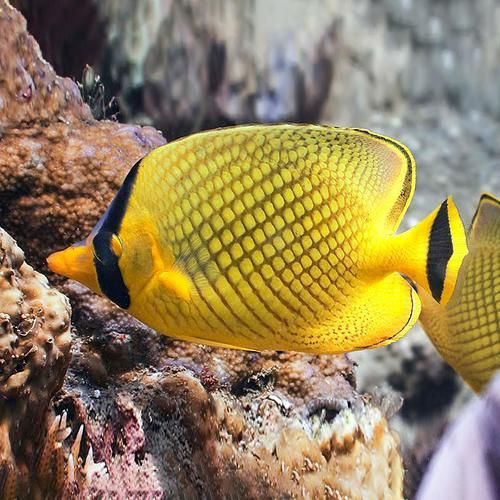 皇家火箭魚圖片，“皇家火箭魚”并非真正意義上的魚類新物種黃火箭魚 皇家火箭魚圖片，“皇家火箭魚”并非真正意義上的魚類新物種黃火箭魚 龍魚論壇 第9張