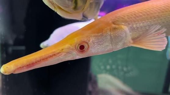 皇家火箭魚圖片，“皇家火箭魚”并非真正意義上的魚類新物種黃火箭魚 皇家火箭魚圖片，“皇家火箭魚”并非真正意義上的魚類新物種黃火箭魚 龍魚論壇 第10張