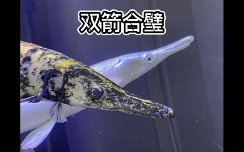皇家火箭魚圖片，“皇家火箭魚”并非真正意義上的魚類新物種黃火箭魚 皇家火箭魚圖片，“皇家火箭魚”并非真正意義上的魚類新物種黃火箭魚 龍魚論壇 第7張